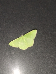 Ornithospila submonstrans