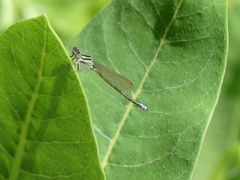 Ischnura