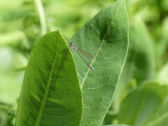 Ischnura