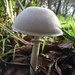 Leucoagaricus naucinus - Photo (c) Donna Pomeroy, some rights reserved (CC BY-NC), uploaded by Donna Pomeroy