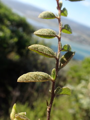 Hermannia salviifolia