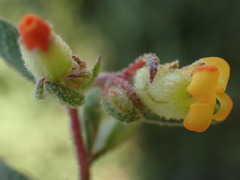 Hermannia salviifolia