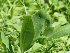 Ischnura