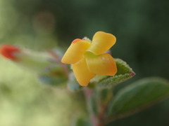 Hermannia salviifolia