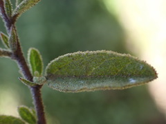 Hermannia salviifolia