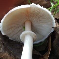 Leucoagaricus naucinus