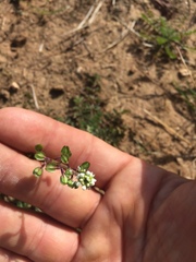 Lepidium nitidum