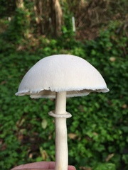 Leucoagaricus naucinus