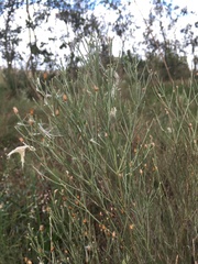 Baccharis notosergila