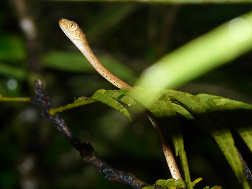 Imantodes inornatus