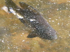 Lepomis