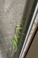 Titanodula formosana