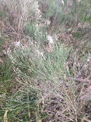 Baccharis notosergila