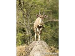 Tragelaphus scriptus bor