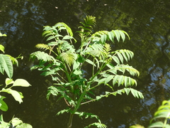 Rhus