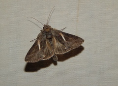 Vittaplusia vittata