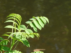 Rhus