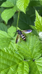 Temnostoma bombylans