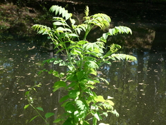 Rhus