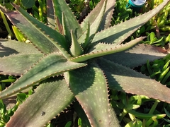 Aloe × schimperi