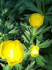 Trollius europaeus