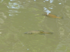Lepomis macrochirus