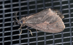 Cryptothelea gloverii