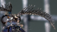 Cryptothelea gloverii