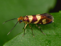 Micropterix