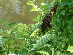 Rhus glabra