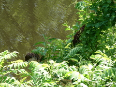 Rhus glabra
