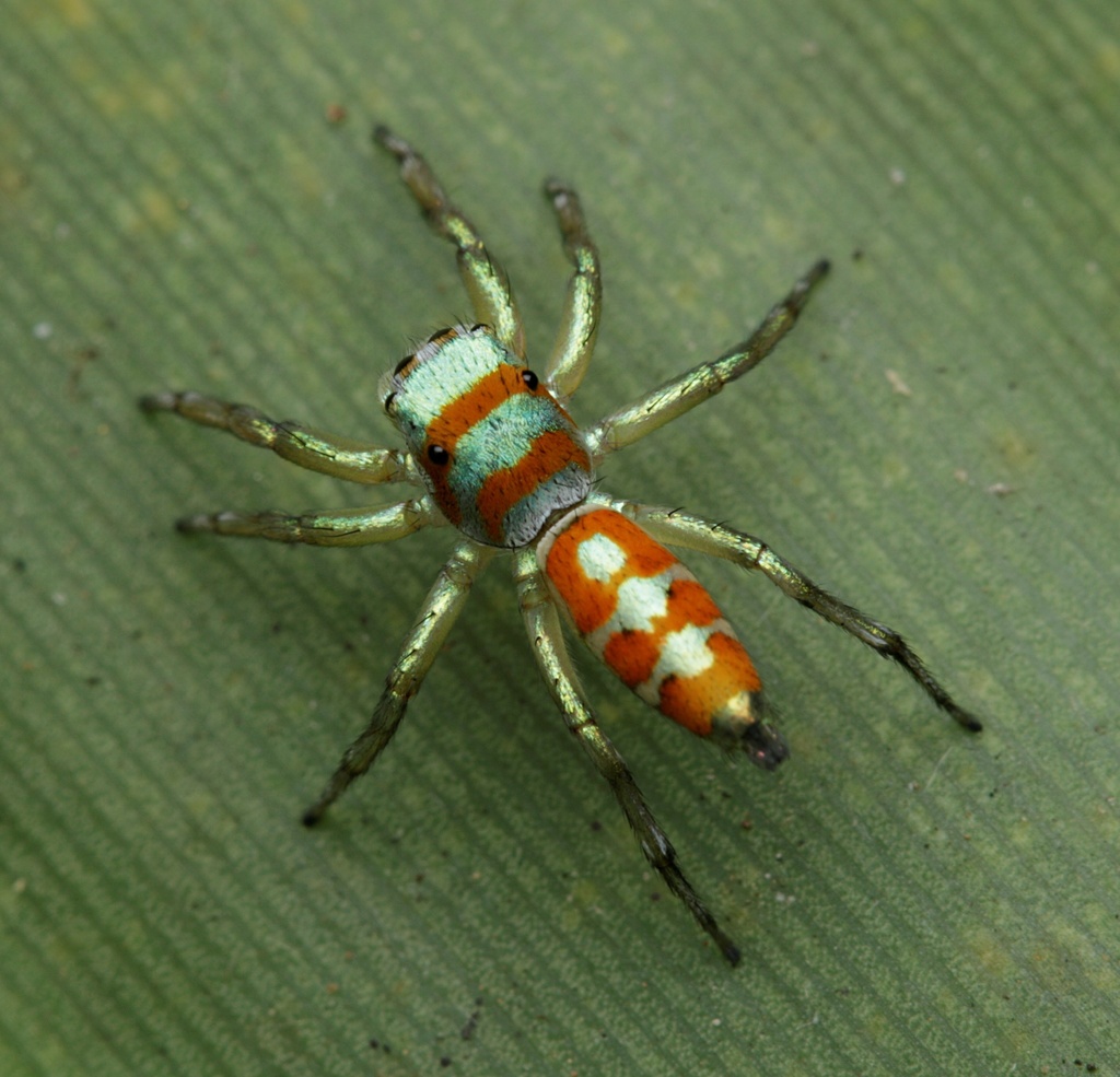 Cosmophasis darwini