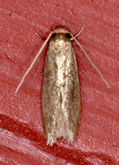 Phaeoses sabinella