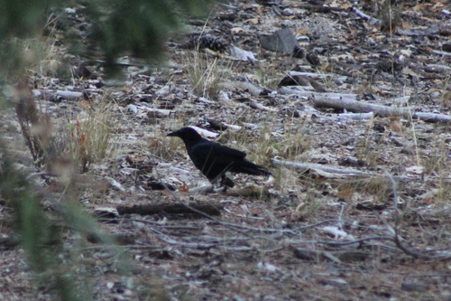 iNaturalist observation photo of American Crow