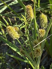 Cyperus retrorsus image