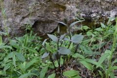 Epipactis kleinii