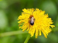 Eucera longicornis