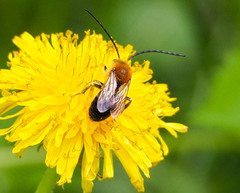 Eucera longicornis