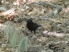 Quiscalus quiscula
