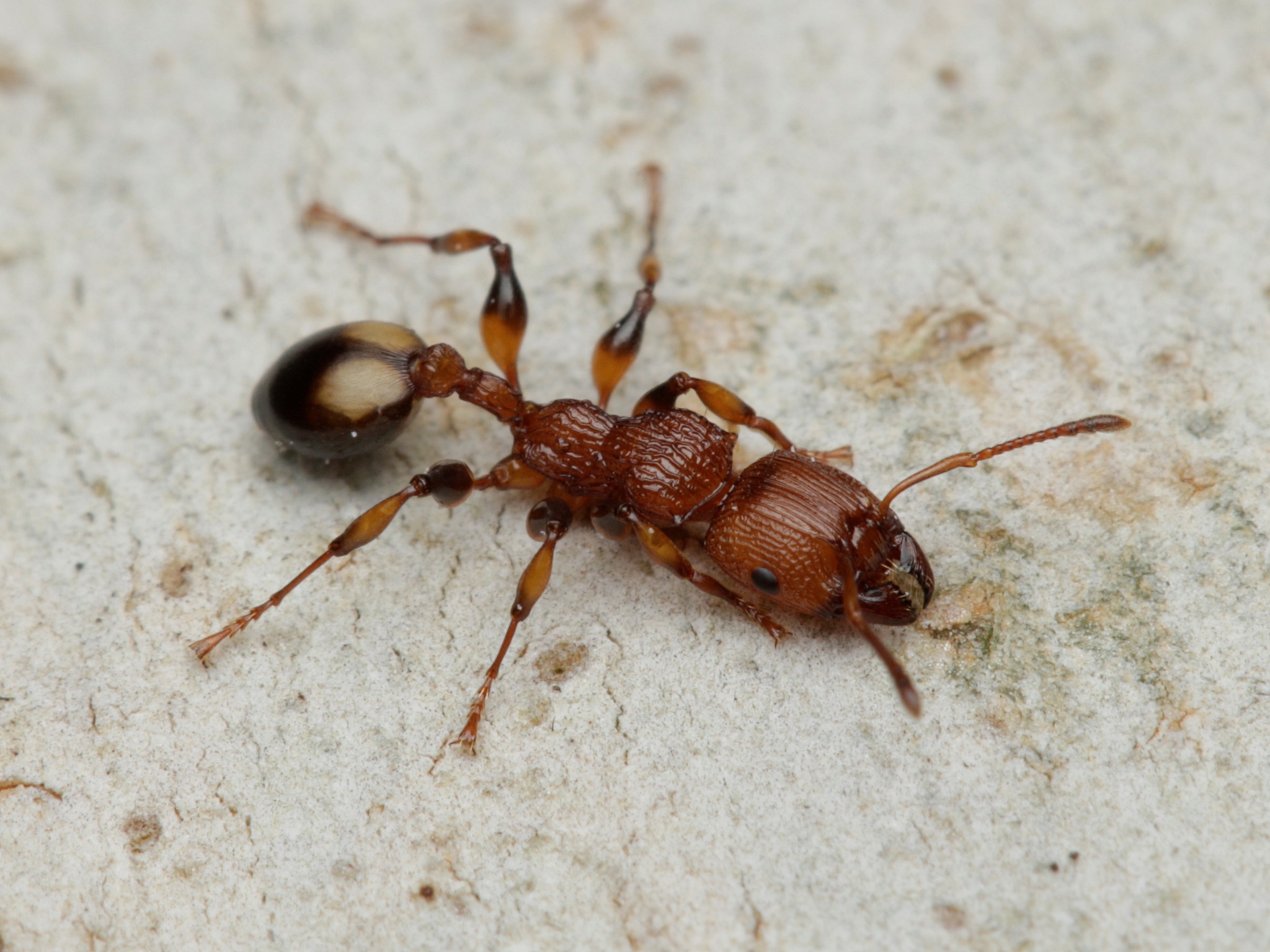 Podomyrma obscurior
