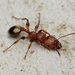 Muscular Ants - Photo (c) Daniel Kurek, some rights reserved (CC BY-NC), uploaded by Daniel Kurek