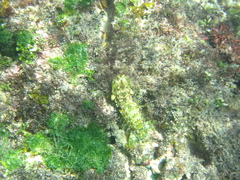 Gonodactylus platysoma