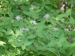 Lonicera