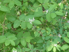Lonicera