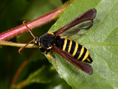 Paranthrene tabaniformis