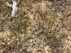 Erigeron inornatus