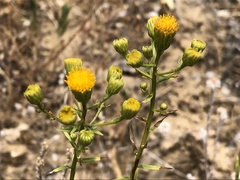 Erigeron inornatus