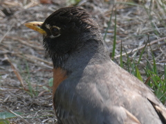 Turdus migratorius