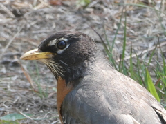 Turdus migratorius
