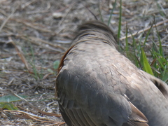 Turdus migratorius